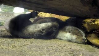 カワウソ２匹　寝る