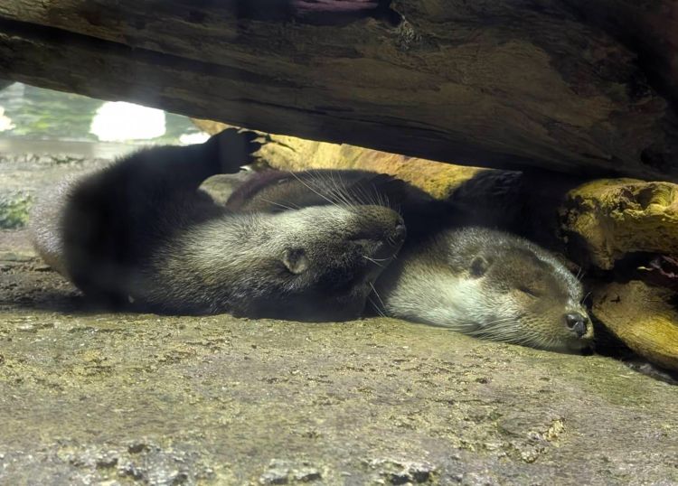 カワウソ２匹　寝る