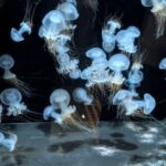 マリンピア日本海　クラゲ３