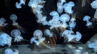 マリンピア日本海　クラゲ３