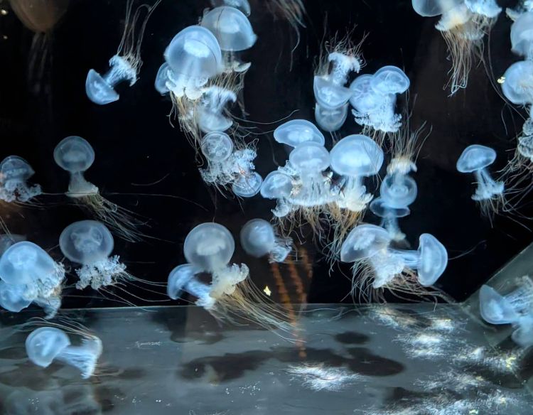 マリンピア日本海　クラゲ３