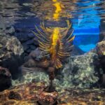 マリンピア日本海　水中の中の生物