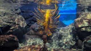 マリンピア日本海 水中の中の生物