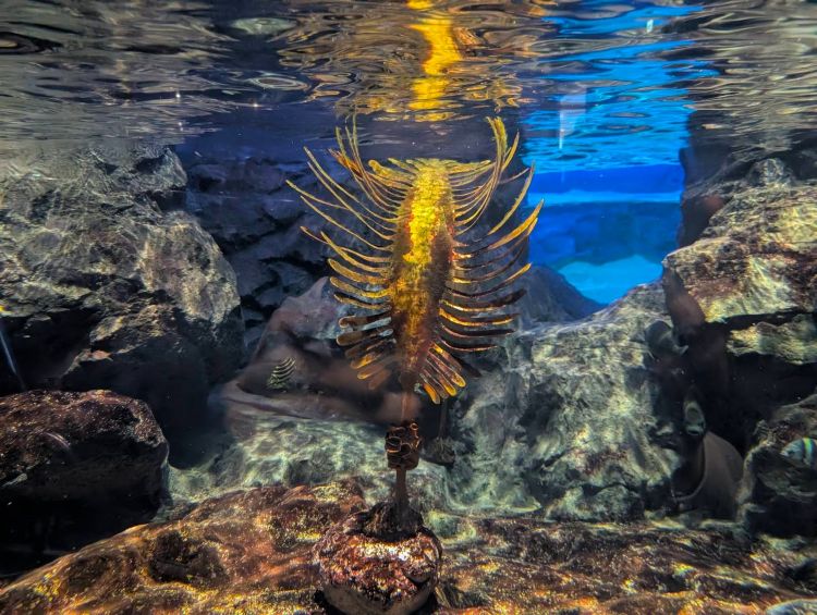 マリンピア日本海 水中の中の生物