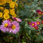 庭の小菊　ピンク