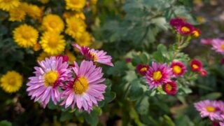 庭の小菊　ピンク