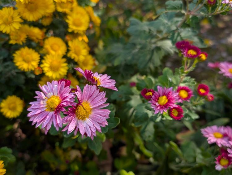 庭の小菊　ピンク