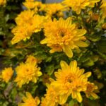 黄色い菊2025年11月