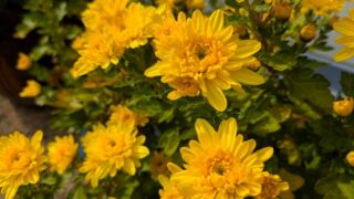 黄色い菊2025年11月