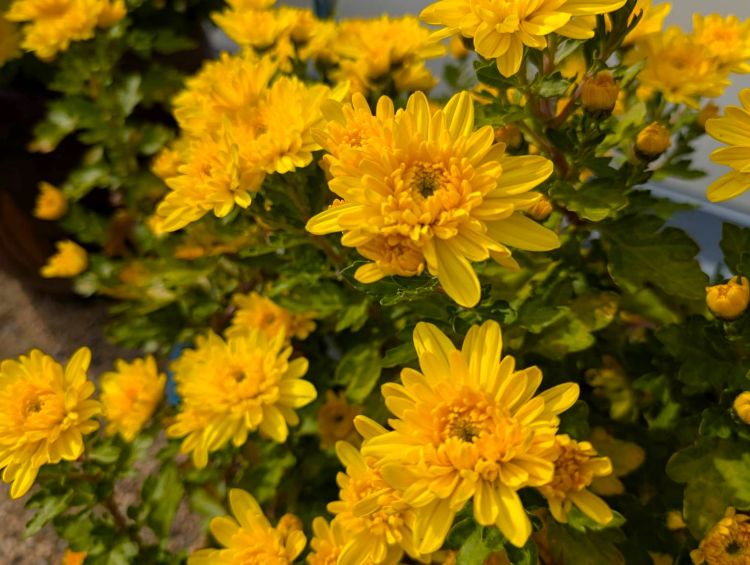 黄色い菊2025年11月