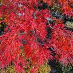我が家の紅葉１　２０２５年１１月