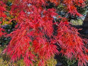 我が家の紅葉１　２０２５年１１月