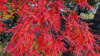 我が家の紅葉１　２０２５年１１月