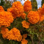 11月のマリーゴールド