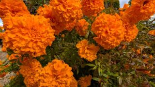 11月のマリーゴールド