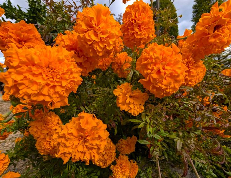 11月のマリーゴールド