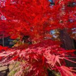 赤い紅葉　小諸城址懐古園