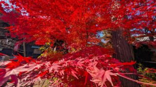 赤い紅葉 小諸城址懐古園