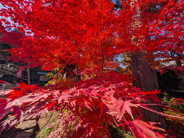 赤い紅葉 小諸城址懐古園