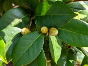 椿の蕾 2025年11月2