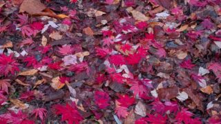 2025年11月　落ち葉と枯れ葉