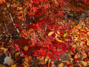 小諸城址懐古園の落ち葉2 2025年