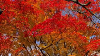 小諸城址懐古園の燃える赤と黄