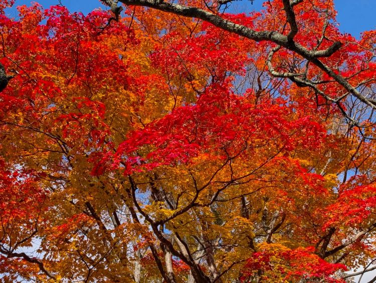 小諸城址懐古園の燃える赤と黄