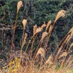 大糸線から眺めるススキの穂