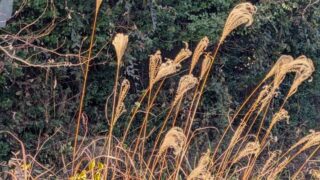 大糸線から眺めるススキの穂