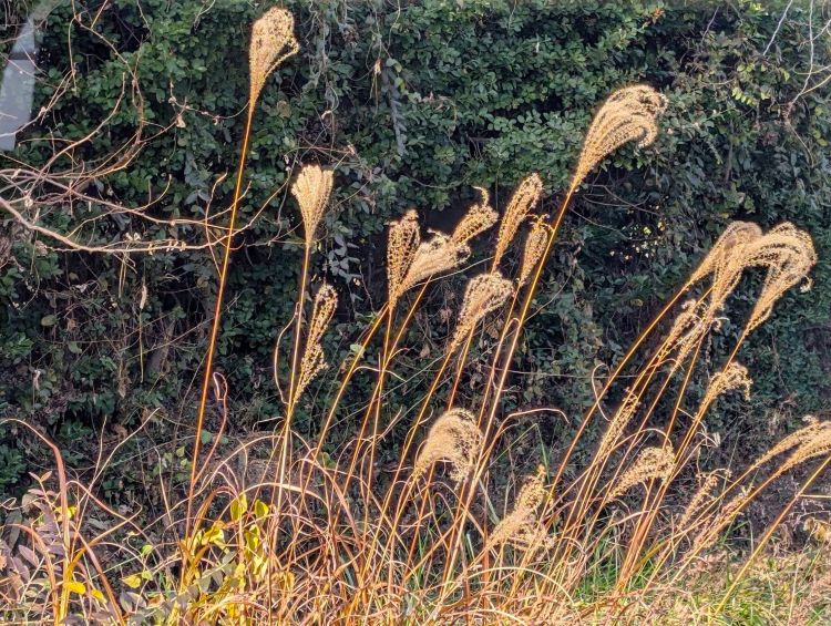 大糸線から眺めるススキの穂