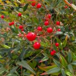 2025年11月　赤い南天の実
