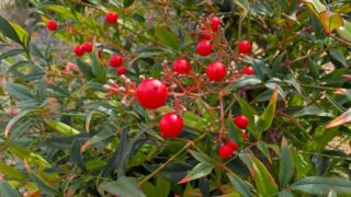 2025年11月　赤い南天の実