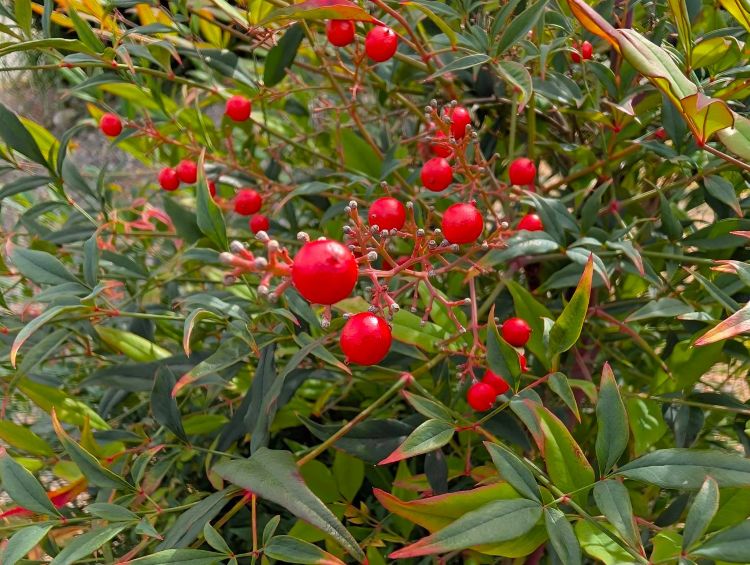 2025年11月　赤い南天の実