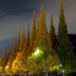 外苑銀杏並木のライトアップ2025年