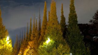 外苑銀杏並木のライトアップ2025年