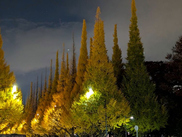 外苑銀杏並木のライトアップ2025年