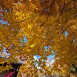 小諸城址懐古園の銀杏の木