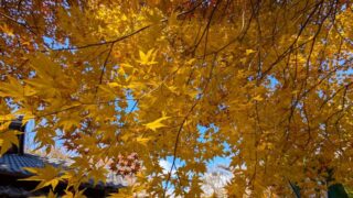 小諸城址懐古園の銀杏の木