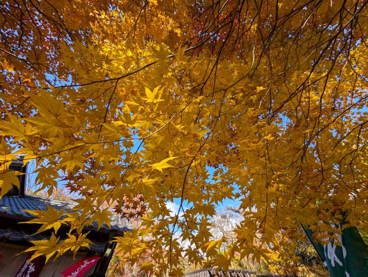 小諸城址懐古園の銀杏の木