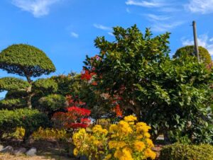 我が家の紅葉２　２０２５年１１月