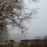 濃霧に包まれた八ヶ岳自然文化園　2025年11月