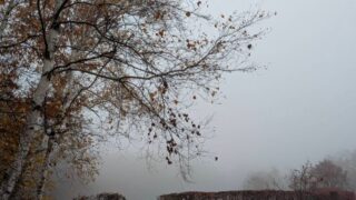 濃霧に包まれた八ヶ岳自然文化園　2025年11月