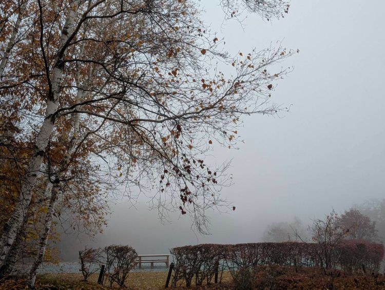 濃霧に包まれた八ヶ岳自然文化園 2025年11月