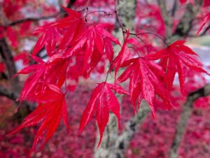 八ヶ岳の赤い紅葉２　2025年11月