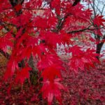 八ヶ岳の赤い紅葉１　2025年11月