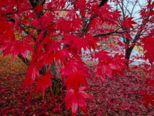 八ヶ岳の赤い紅葉１　2025年11月