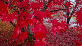 八ヶ岳の赤い紅葉１　2025年11月