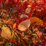 小諸城址懐古園の落ち葉１　2025年