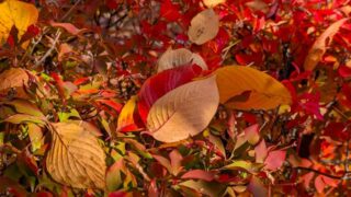 小諸城址懐古園の落ち葉１　2025年